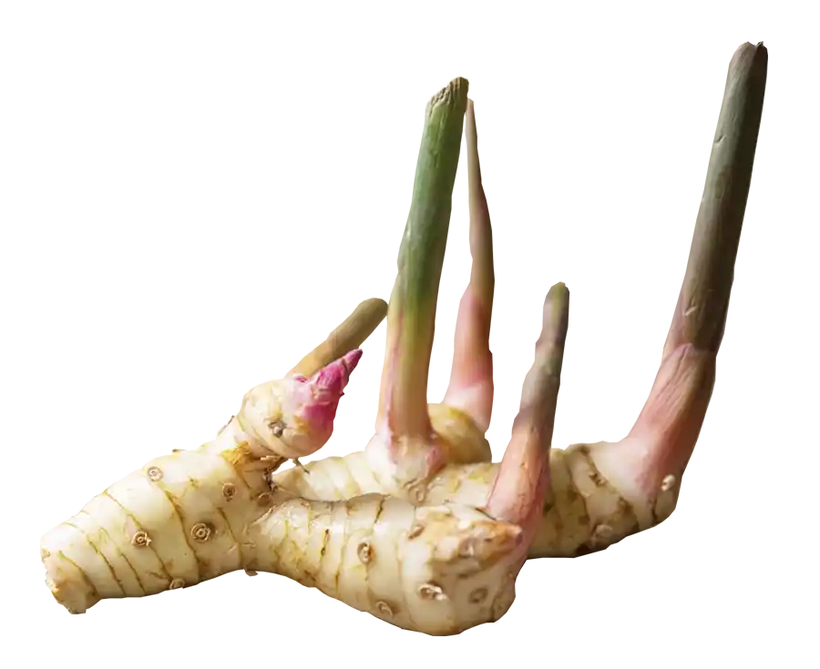 Galangal