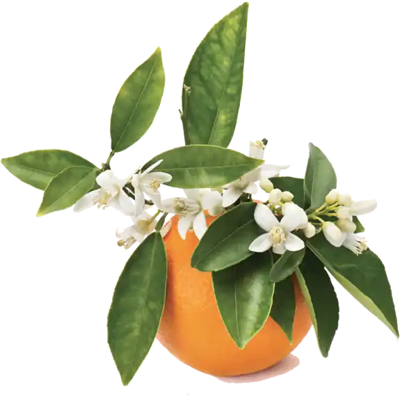 Orange Blossom