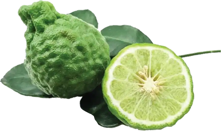 Kaffir Lime